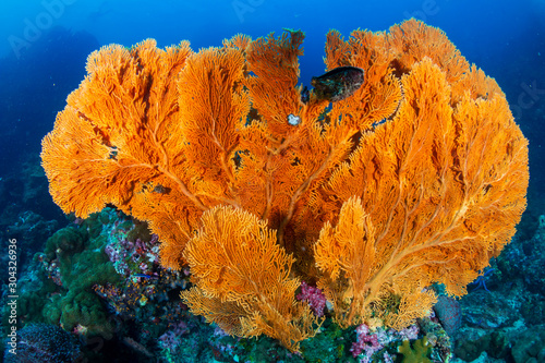 Fototapeta Naklejka Na Ścianę i Meble -  A beautiful, colorful tropical coral reef in Thailand's Similan Islands