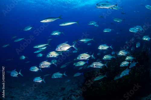 School of Jacks on a tropical coral reef (Richelieu Rock, Thailand)