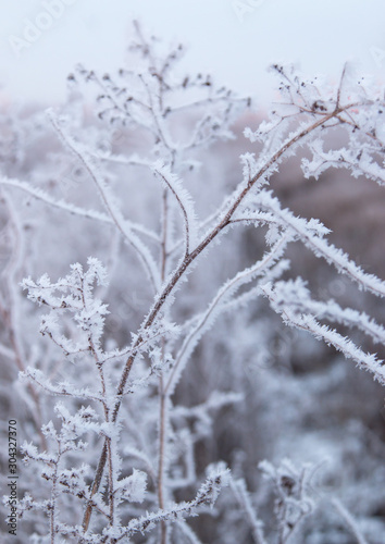 grass covered with ice crystals © studybos