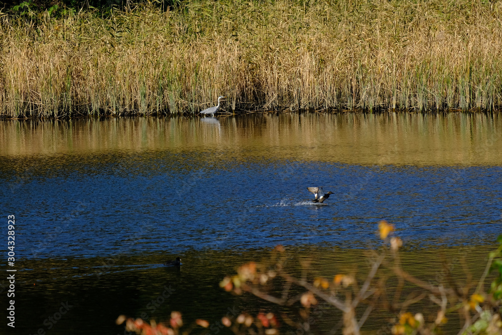 cormorant in flight cormorant in flight