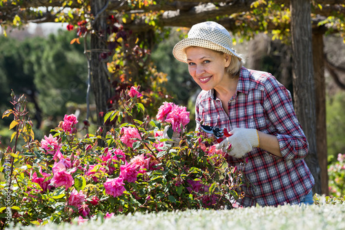 Canvastavla Elderly woman gardening pink roses .