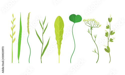 Green Leaves Vector Set. Organic Plant Elements