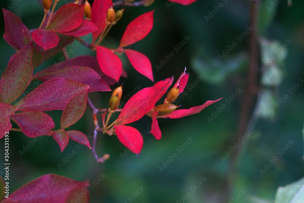Obraz premium Autumn color
