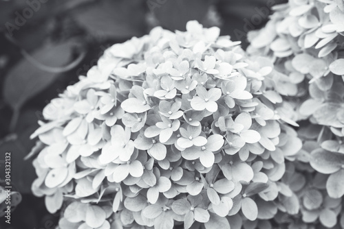 Blooming hydrangea in the garden. Shallow depth of field. Black and white image.