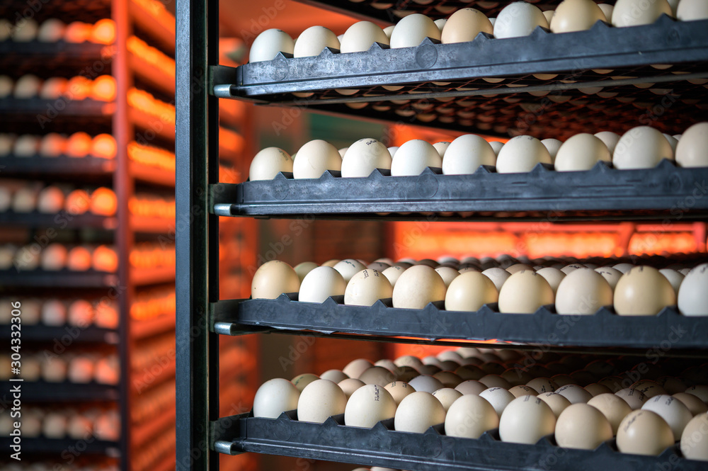 egg plant factory poultry farm stack hatchery egg plant factory poultry farm stack hatchery