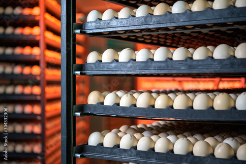 egg plant factory poultry farm stack hatchery