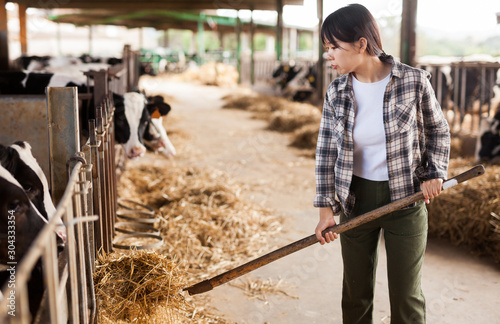 Portrait of active chinese female employee working in cowshed on farm