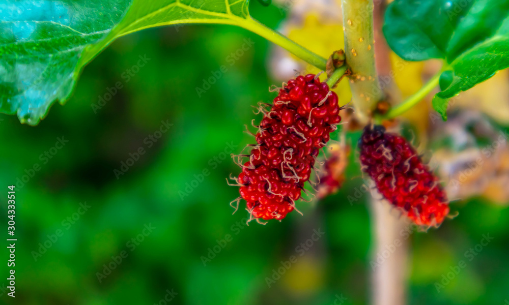 Organic fresh red mulberry on the branch with soft focus, Fruit for health, blurred nature background