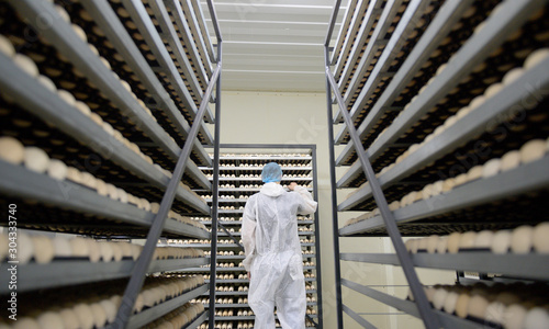 egg plant factory poultry farm stack hatchery