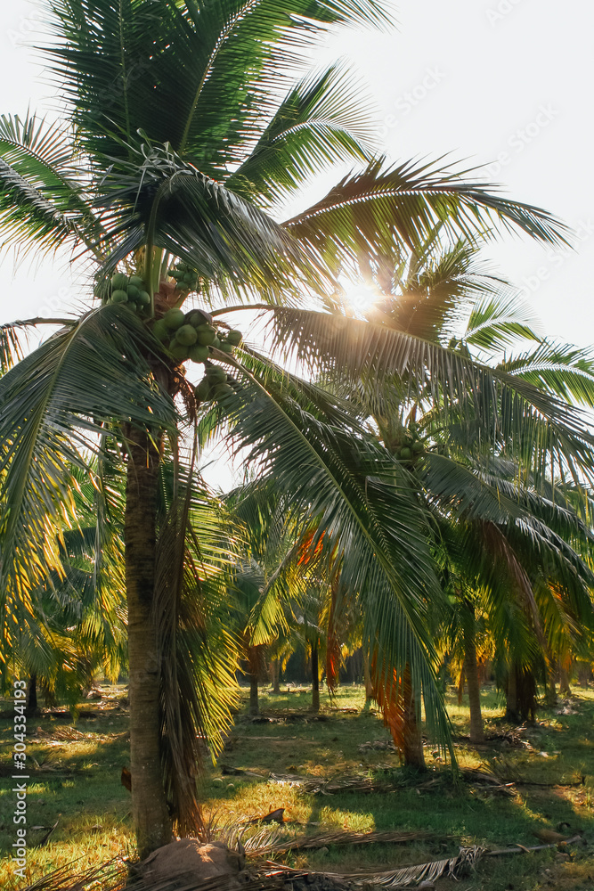 Fototapeta premium Field of coconut palm trees