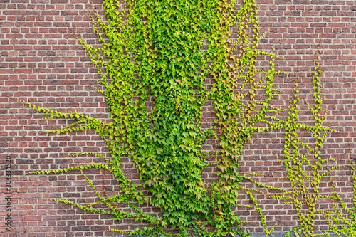 alte Backsteinwand mit Efeu Klimawandel photo