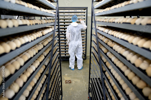 egg plant factory poultry farm stack hatchery photo