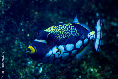 Clown triggerfish close up