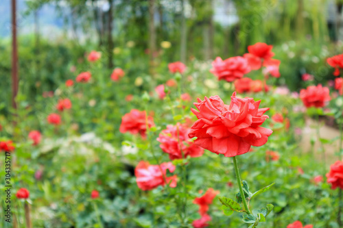 Beautiful red roses in flower garden