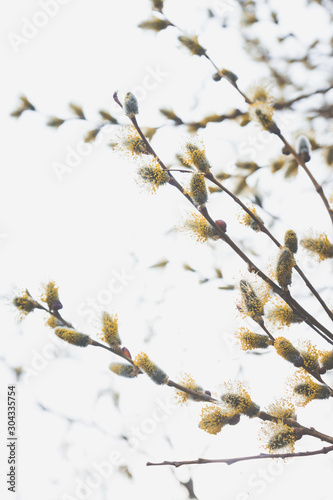 Blooming willow branch. Beautiful pussy-willow flowers. Selective focus.