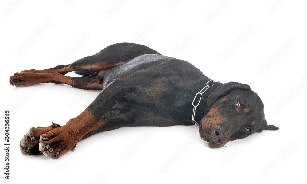 doberman pinscher in studio