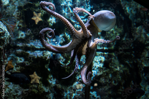 Fototapeta Naklejka Na Ścianę i Meble -   Octopus swimming in the coral reef