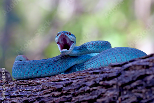 Photography blue insularis pit viper snake, trimeresurus albolabris, venomous snake