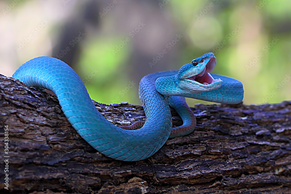 blue insularis pit viper snake, trimeresurus albolabris, venomous snake  Stock Photo