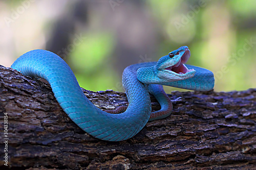 Canvas Print blue insularis pit viper snake, trimeresurus albolabris, venomous snake
