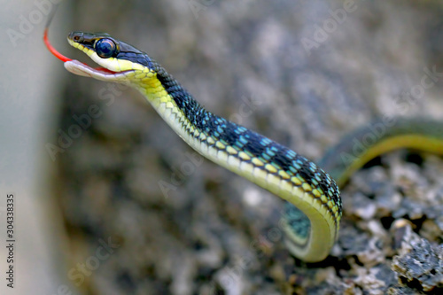 the pictus snakes is already attack photo