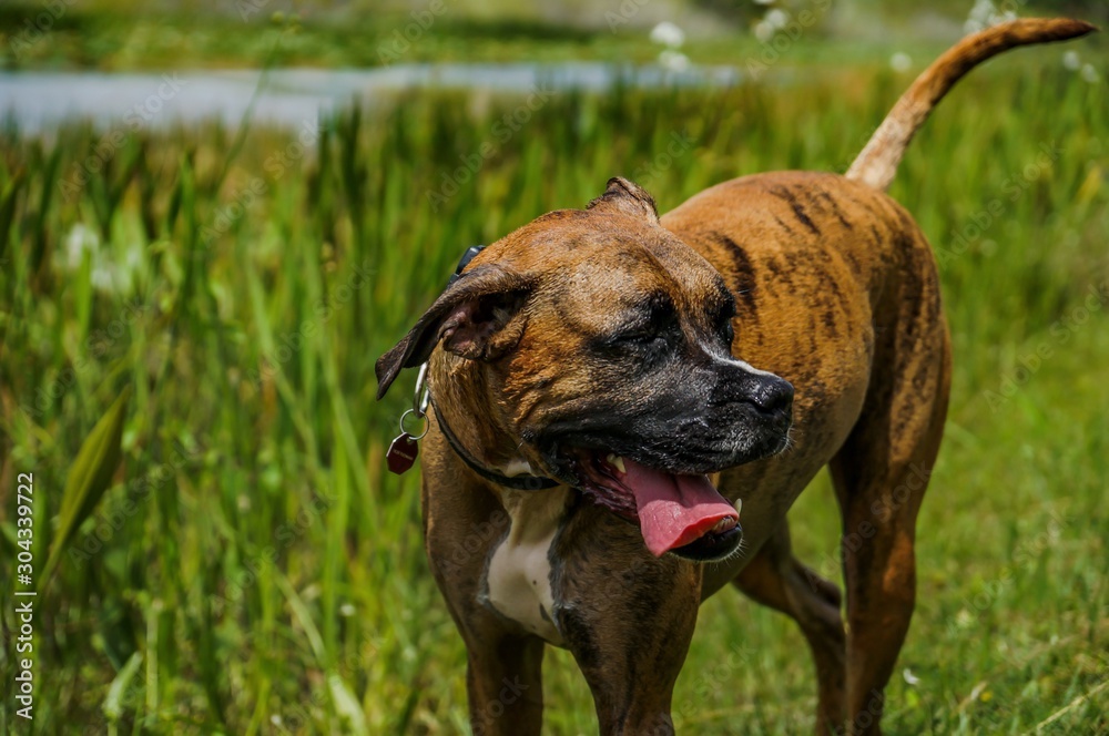 happy big dog plays in a swamp