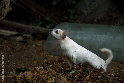 sweet white dog sitting on dry yellow leaves, hunting dog position