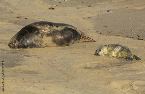 A newly born Grey Seal pup (Halichoerus grypus) lying on the beach near its resting mother at Horsey, Norfolk, UK.