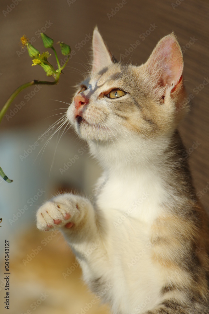 Fototapeta premium 好奇心旺盛