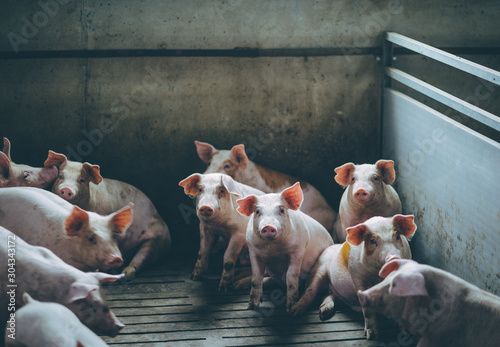 pig farm industry farming hog barn pork photo