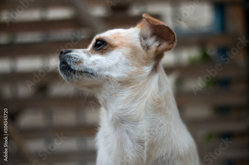 sweet white dog portrait in garden on background wooden door