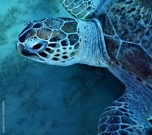 żółw morski morze Czerwone nurkowanie