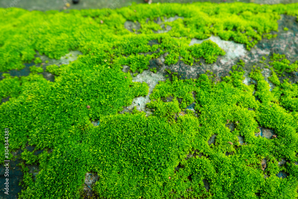 Beautiful green moss on the floor in the garden, moss on grunge texture, closeup