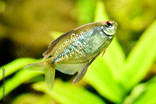silverfish in an aquarium against a background of algae