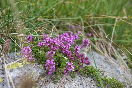 Obraz na płótnie Tender breckland wild thyme, creeping thyme or elfin thyme (Thymus serpyllum) grown in curves of rocks