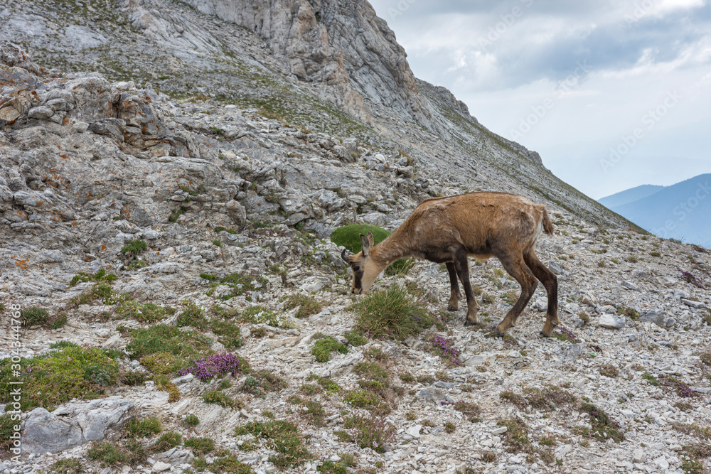 Wild goat (Rupicapra Rupicapra) taking walk on the meadow at the foot of Vihren peak, national park Pirin. Beautiful bulgarian mountains. Selective focus. Wild life concept. Wild goat (Rupicapra Rupicapra) taking walk on the meadow at the foot of Vihren peak, national park Pirin. Beautiful bulgarian mountains. Selective focus. Wild life concept.