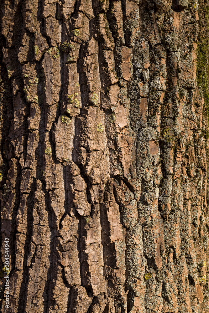Naklejka premium single tree