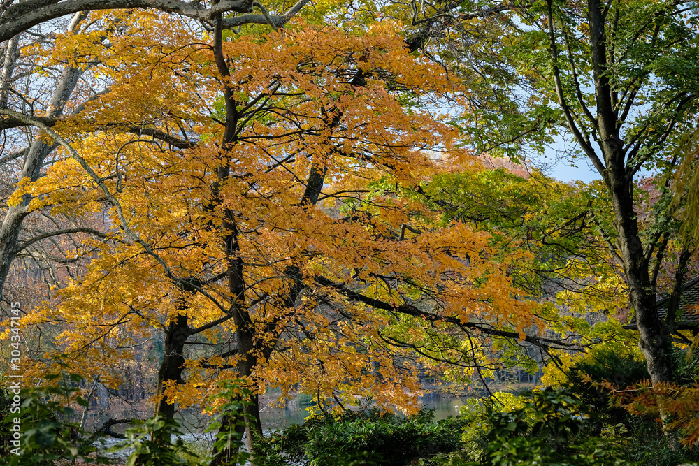 Forêt en automne