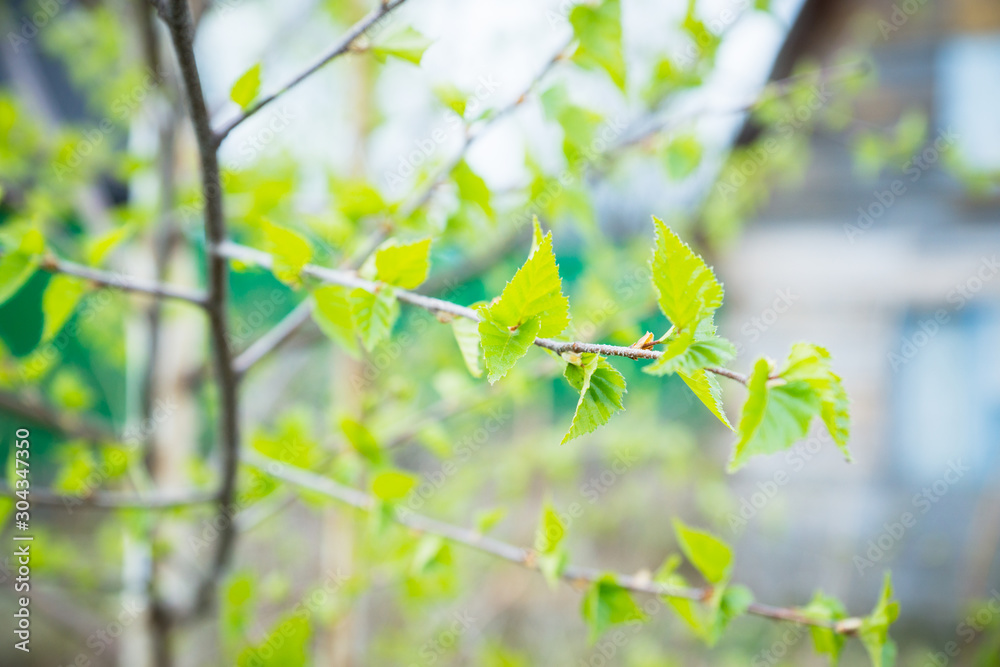 Birch branches with new leaves in the garden. Selective focus. Birch branches with new leaves in the garden. Selective focus.