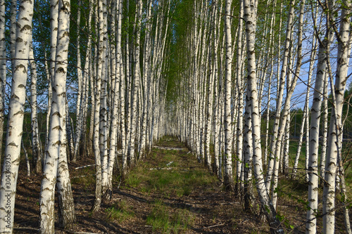 Fototapeta Naklejka Na Ścianę i Meble -  Birch Grove. Symmetrical tunnel-path from the planted birches