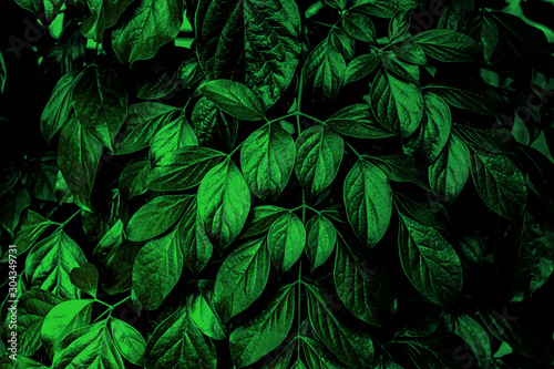 Green leaves wall texture of the tropical forest plant on black background