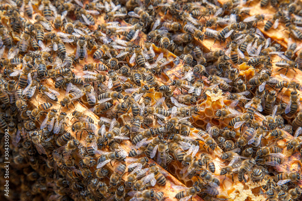 Open hive showing the bees swarming on a honeycomb.. Open hive showing the bees swarming on a honeycomb..