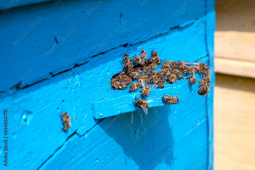 Swarming bees at the entrance of old beehive in apiary.. Swarming bees at the entrance of old beehive in apiary..