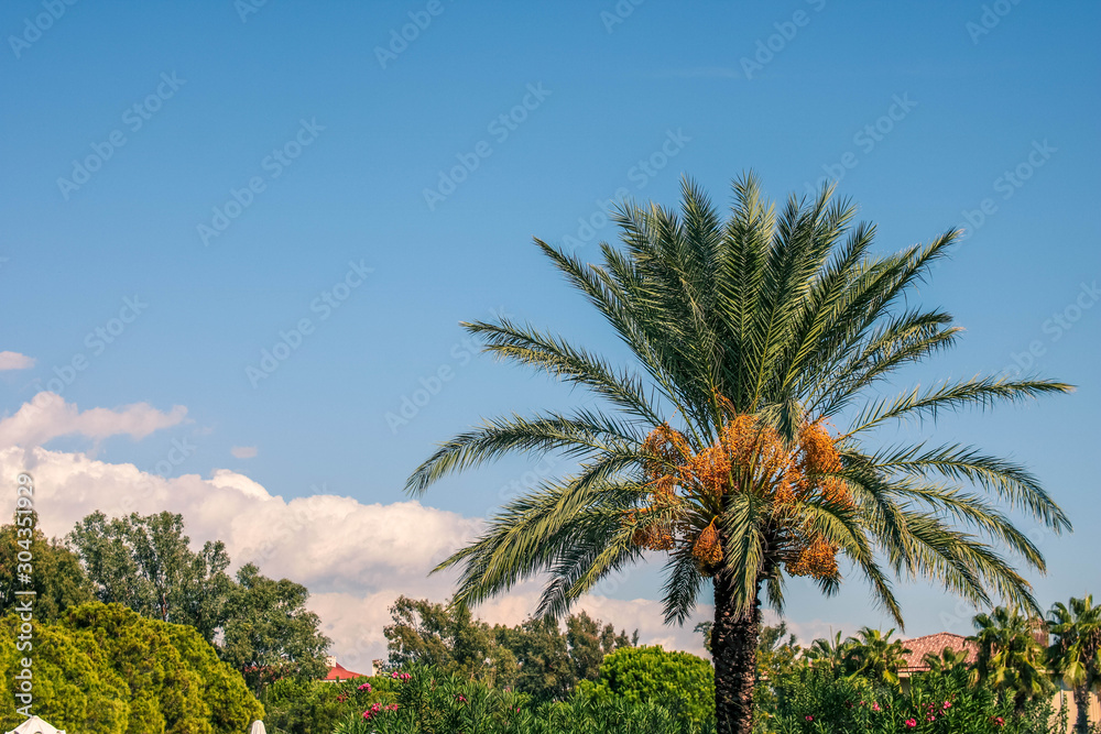 Colorful background image of the top of brightly lit and colored palm tree against a clear blue sky.