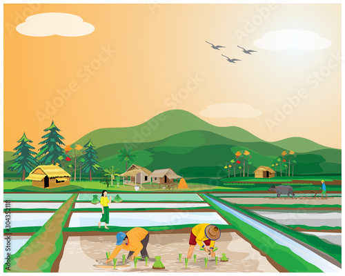farmer transplant rice seeding in paddy field vector design