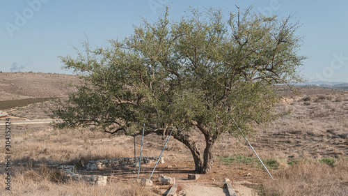 Fotografie a gnarly ancient christ thorn jujube Ziziphus spina-christi located near the can