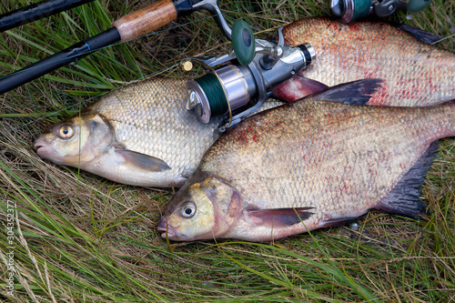 Successful fishing - pile of big freshwater bream fish and fishing rod with reel on natural background..