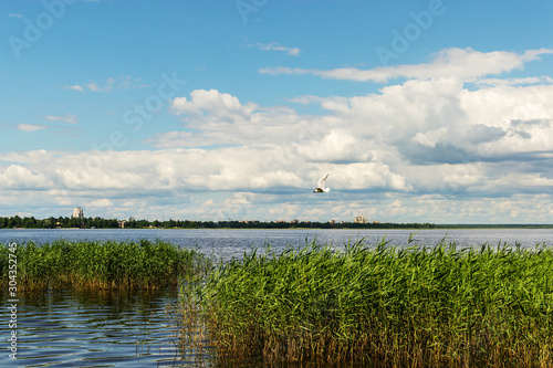 summer landscape on the lake with tall reeds and cloudy sky