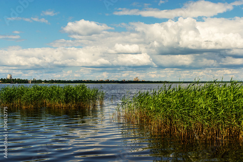beautiful summer landscape on a lake with tall reeds