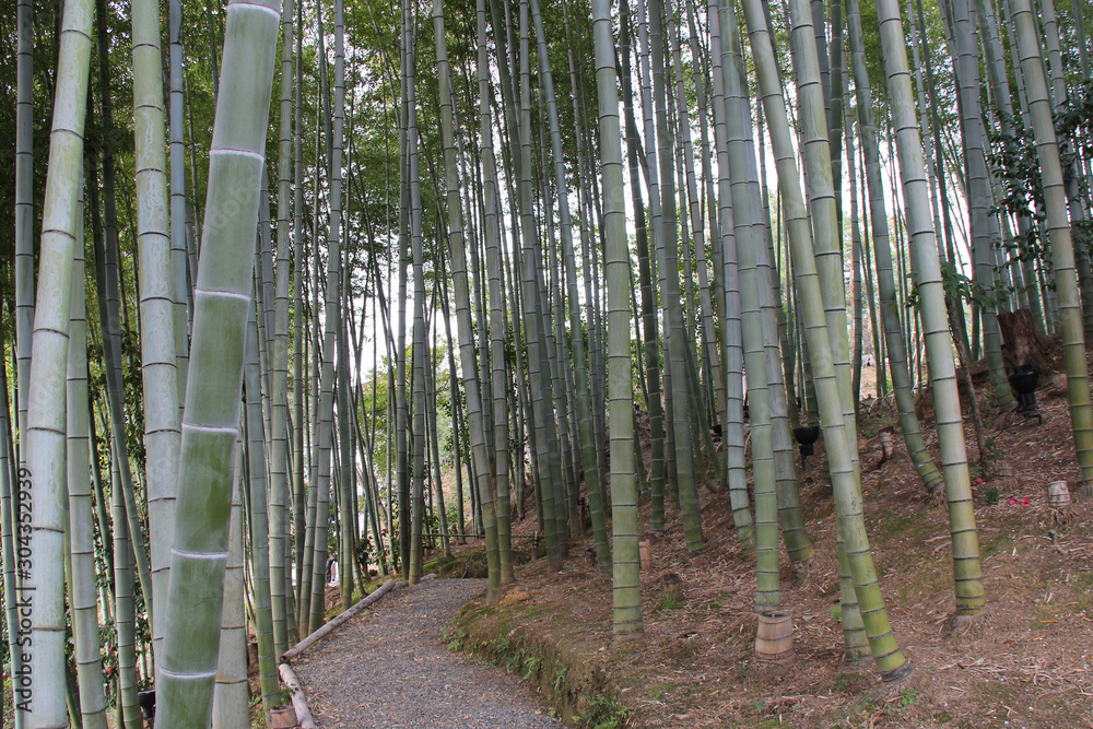 bamboo forest in kyoto (japan) 